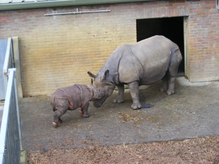 Indian Rhino: Is This Animal Endangered? 1 Mother and Child Indian Rhino in Captivity