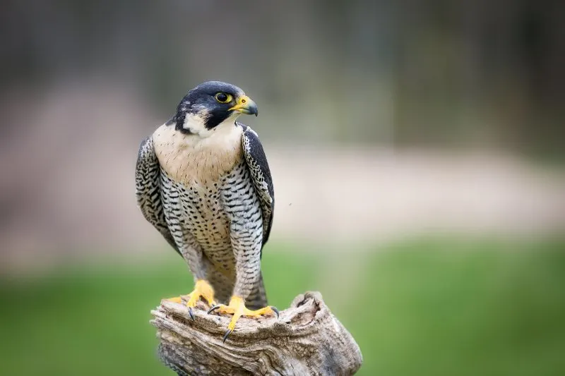 closeup of Peregrine 