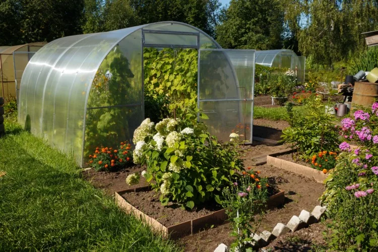 Polycarbonate greenhouse in the garden. Greenhouse with an open door in the vegetable garden on a sunny day