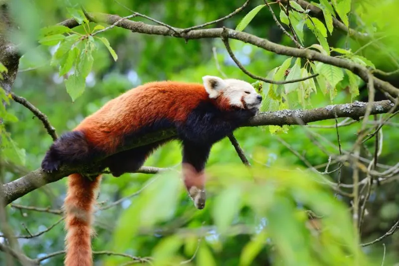 Red Panda Sleeping in a Tree