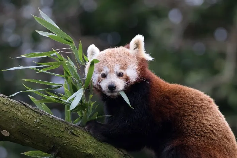 Red Panda Eating Bamboo