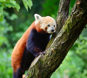 Red Panda: Why Is it Endangered?