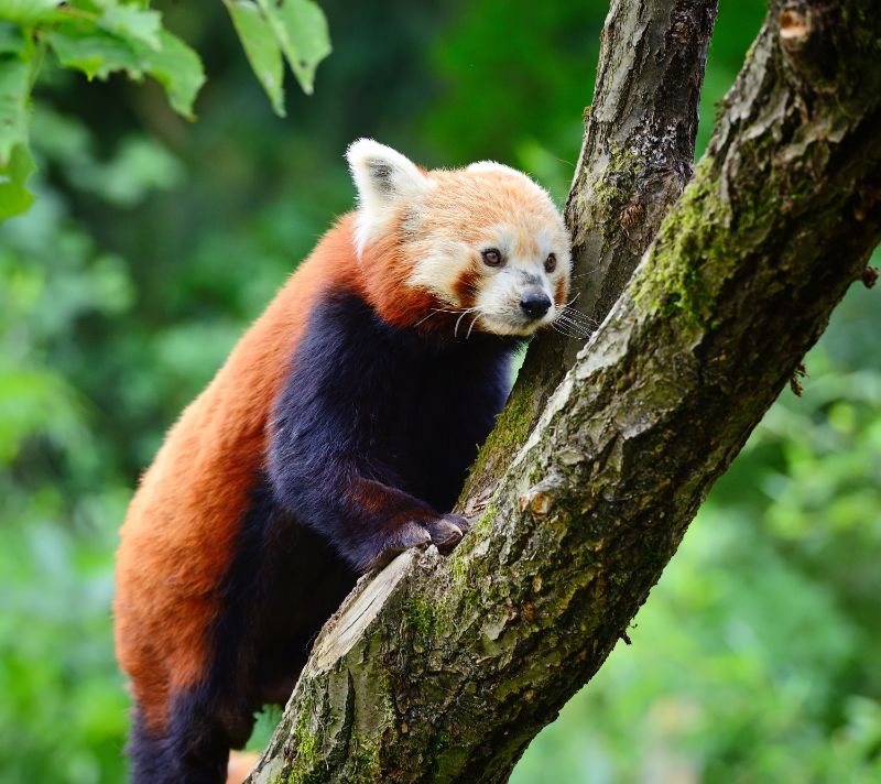 Red Panda Climbing a Tree