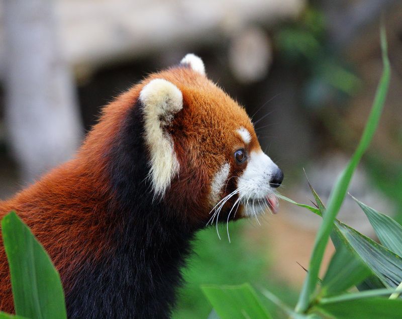 Red Panda Eating a Leaf
