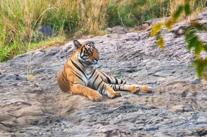 Royal Bengal Tiger Resting in India