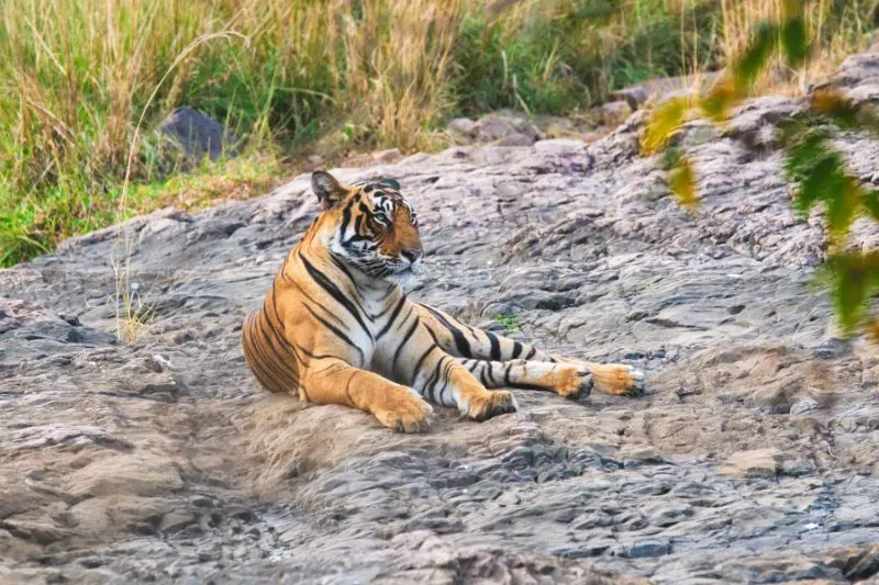 Royal Bengal Tiger Resting in India