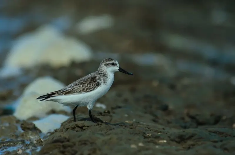 Spoon-Billed Sandpiper: Why Is It Endangered? 2 Small Spoon-Billed Sandpiper in Thailand