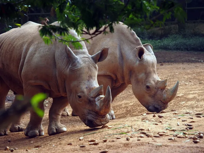 Side view of Javan Rhino