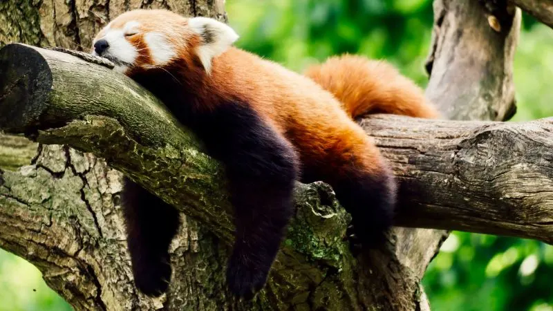 Red Panda: Why Is it Endangered? 3 Sleepy Red Panda