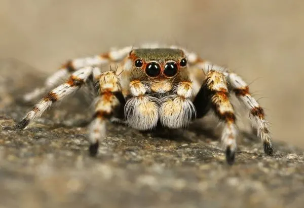 six legged spider