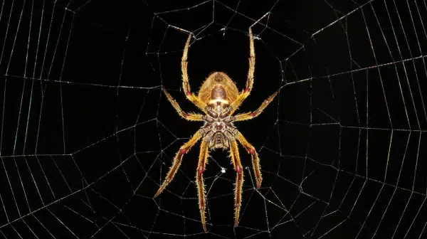 What is a Six Legged Spider? Is this an Insect? 2 spider on a web