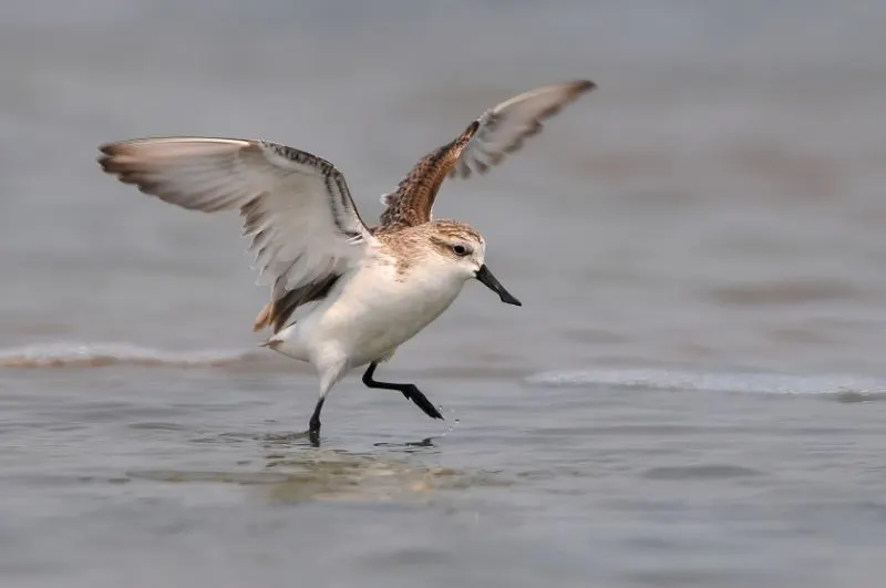 Spoon Billed Sandpiper Flying