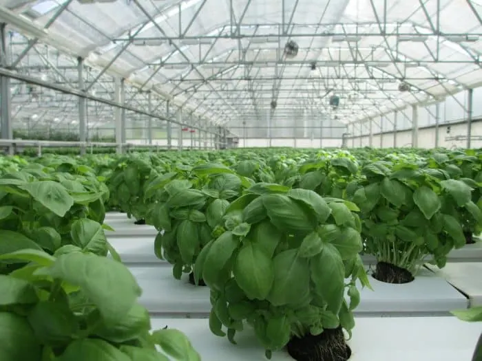 plants in the rack