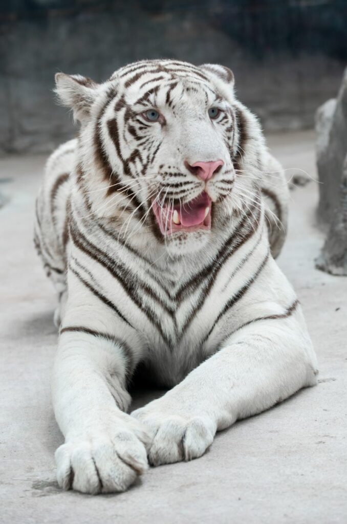 Closeup of a White Bengal Tiger
