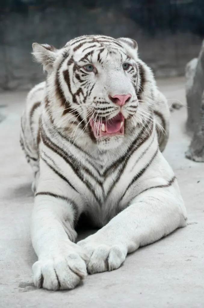Bengal Tiger: Why Is It Endangered? 6 Closeup of a White Bengal Tiger