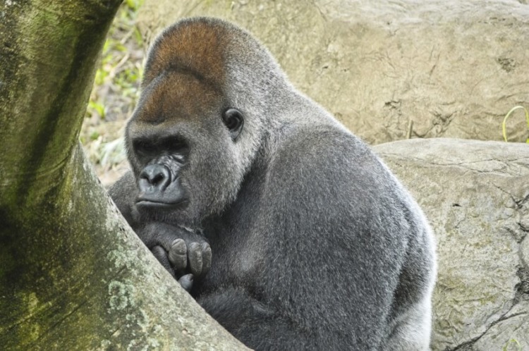 Adult Male Western Lowland Gorilla