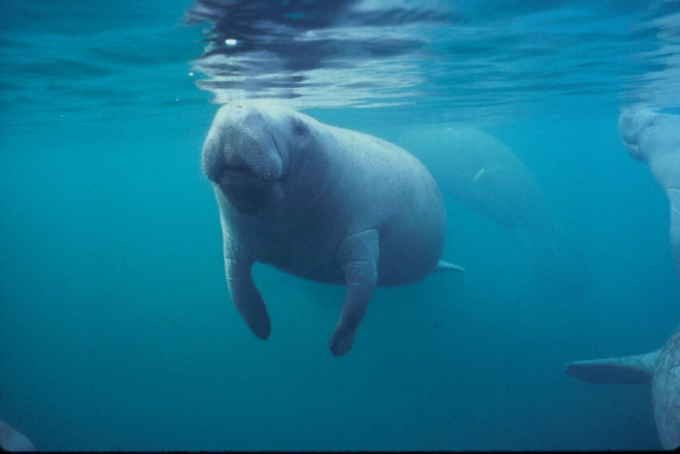 An Adult Florida Manatee