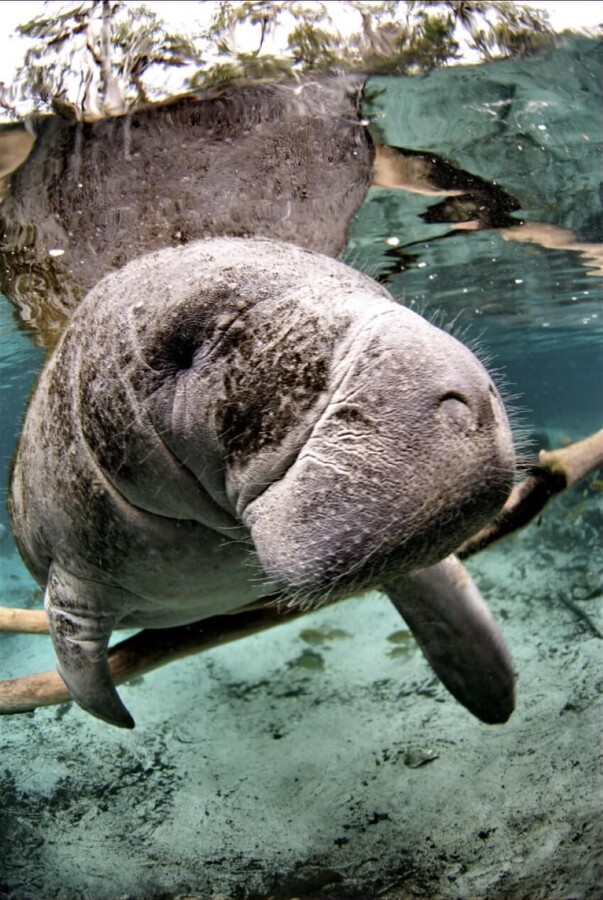 An Endangered Florida Manatee