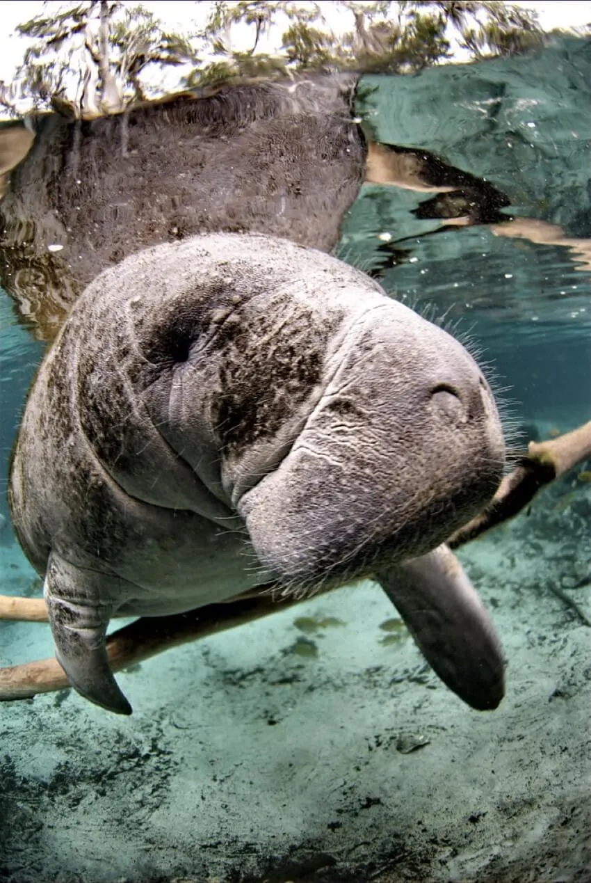 Florida Manatee: Why Is It Endangered? 1 An Endangered Florida Manatee