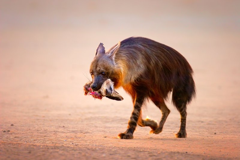 Brown Hyena holding prey in mouth