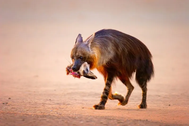 Brown Hyena: Is This Animal Endangered? 5 Brown Hyena holding prey in mouth
