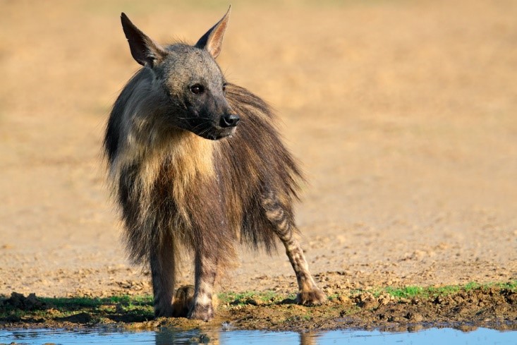 Brown Hyena in South Africa