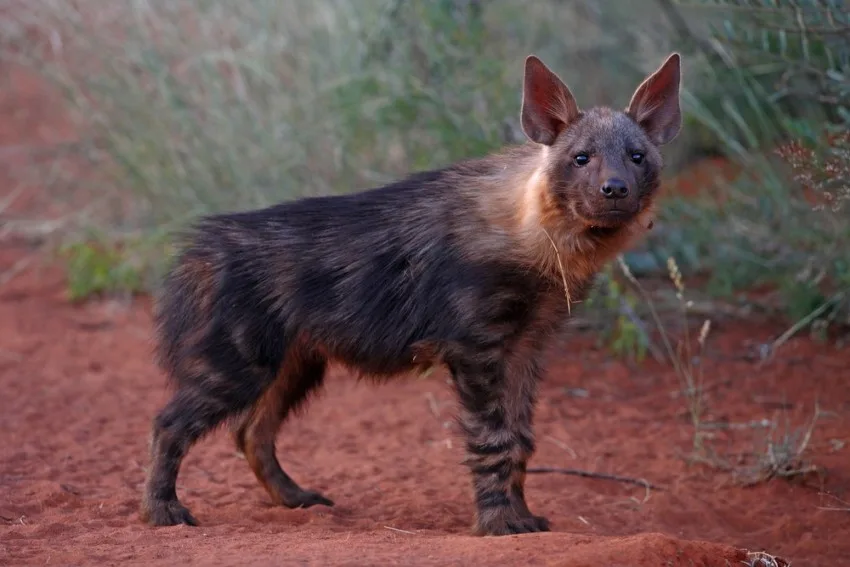 Brown Hyena