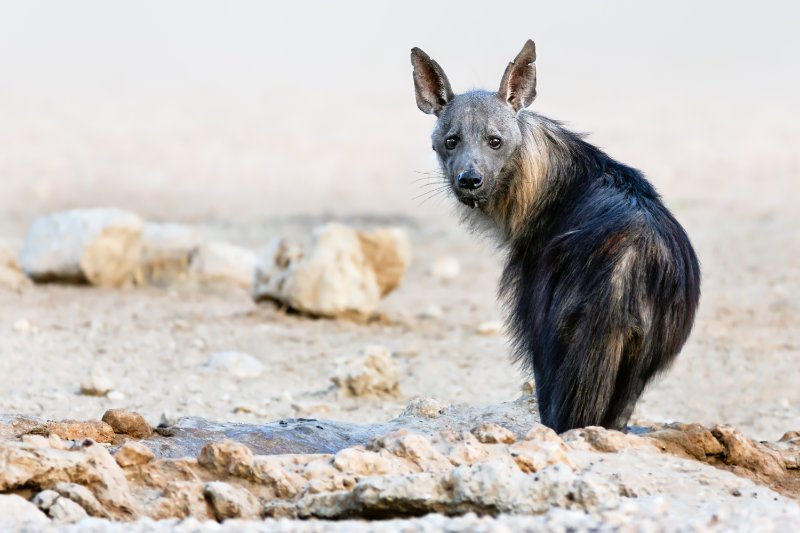 Brown hyena portrait