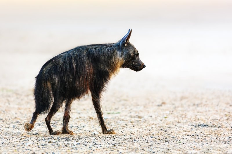 Brown hyena side view 