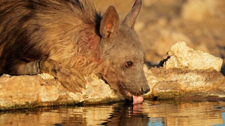 Close-up of a brown hyena