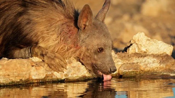Close-up of a brown hyena