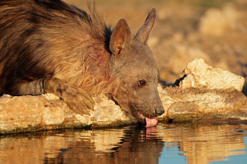 Close-up of a brown hyena drinking water