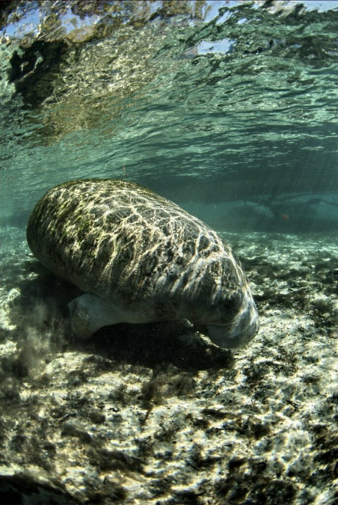 Florida Manatee Under Water