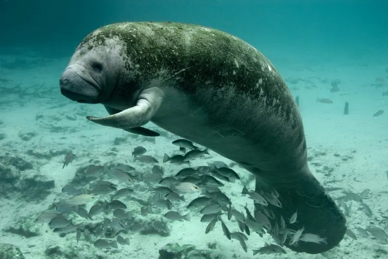 Florida Manatee: Why Is It Endangered? 8 Florida Manatee