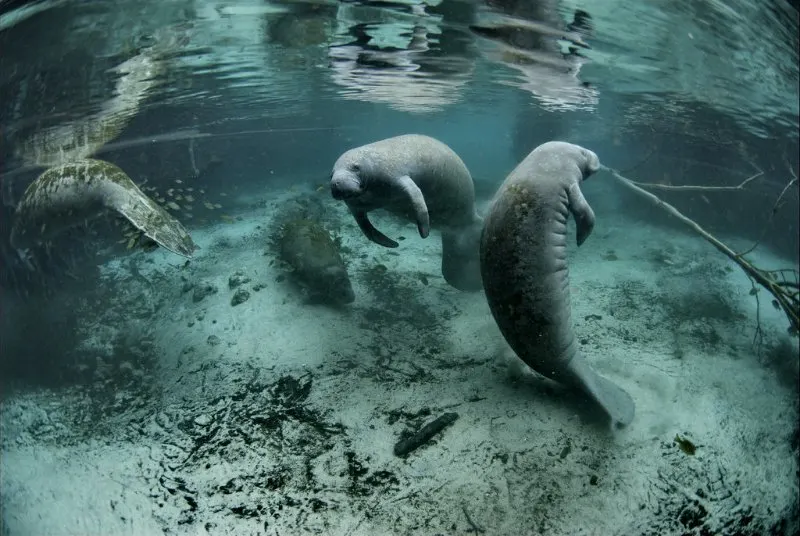 Florida Manatee: Why Is It Endangered? 6 Florida Manatees