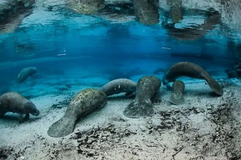 Group of Endangered Florida Manatees