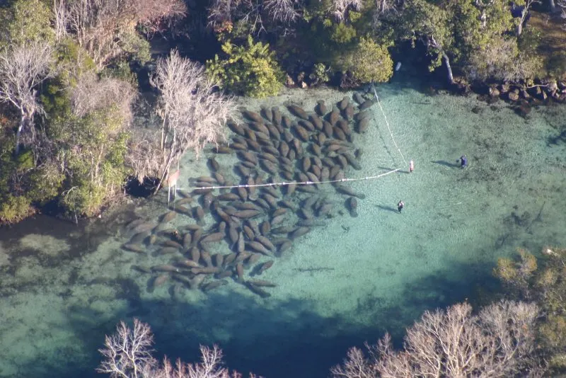 Florida Manatee in Crystal River National Wildlife Refuge