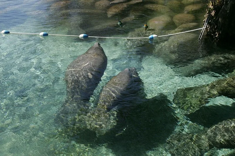 Florida Manatee