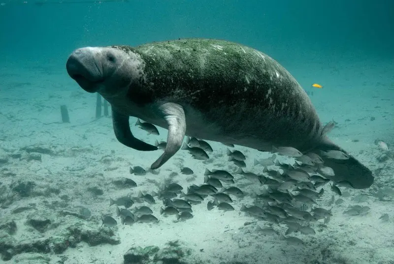 Florida Manatee: Why Is It Endangered? 2 Endangered Florida Manatee