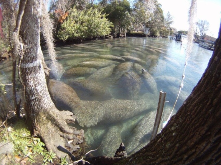 A group of Florida manatee at Crystal River National Wildlife Refuge, Florida