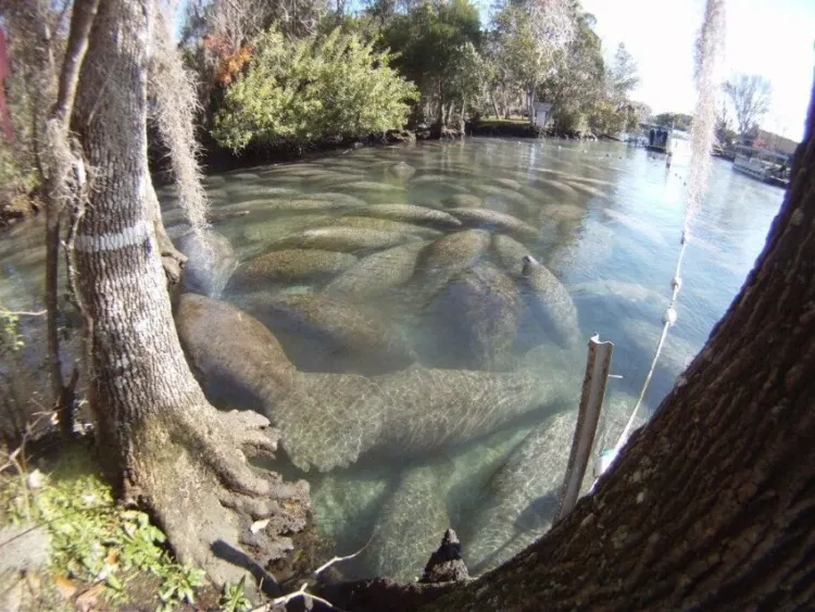 Florida Manatee: Why Is It Endangered? 4 A group of Florida manatee at Crystal River National Wildlife Refuge, Florida