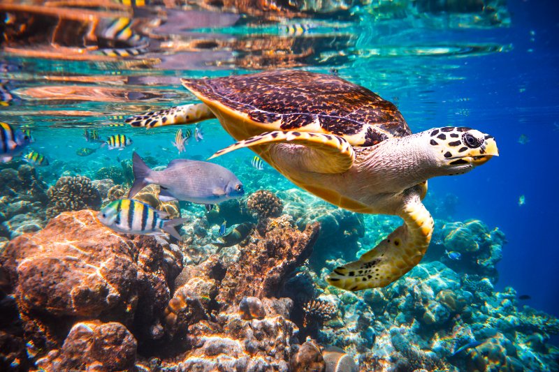 Closeup of Hawksbill sea turtle