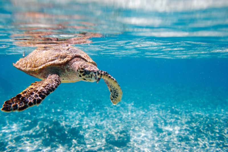 Hawksbill sea turtle below water surface