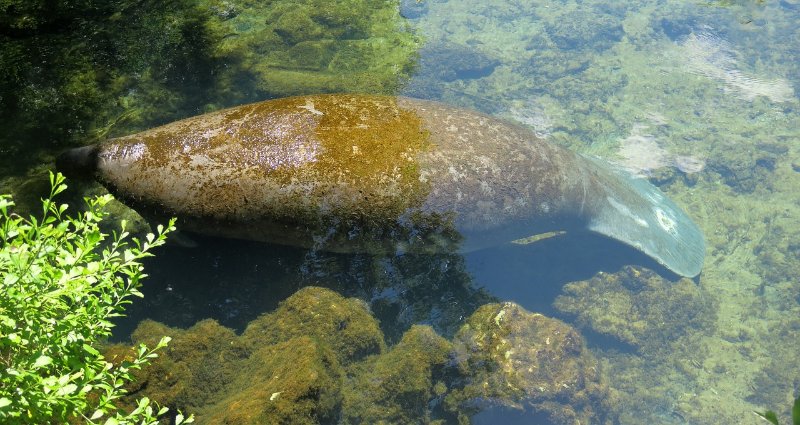 Florida Manatee Hiding Under Water