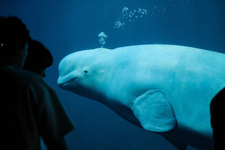 The Hebridean Whale and Dolphin Trust 2 Tourists Looking at Beluga Whale