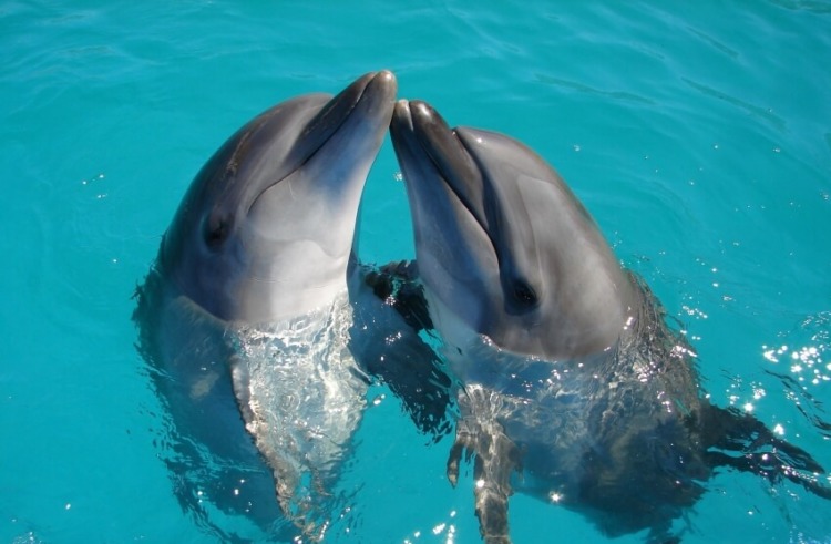 Two Dolphins