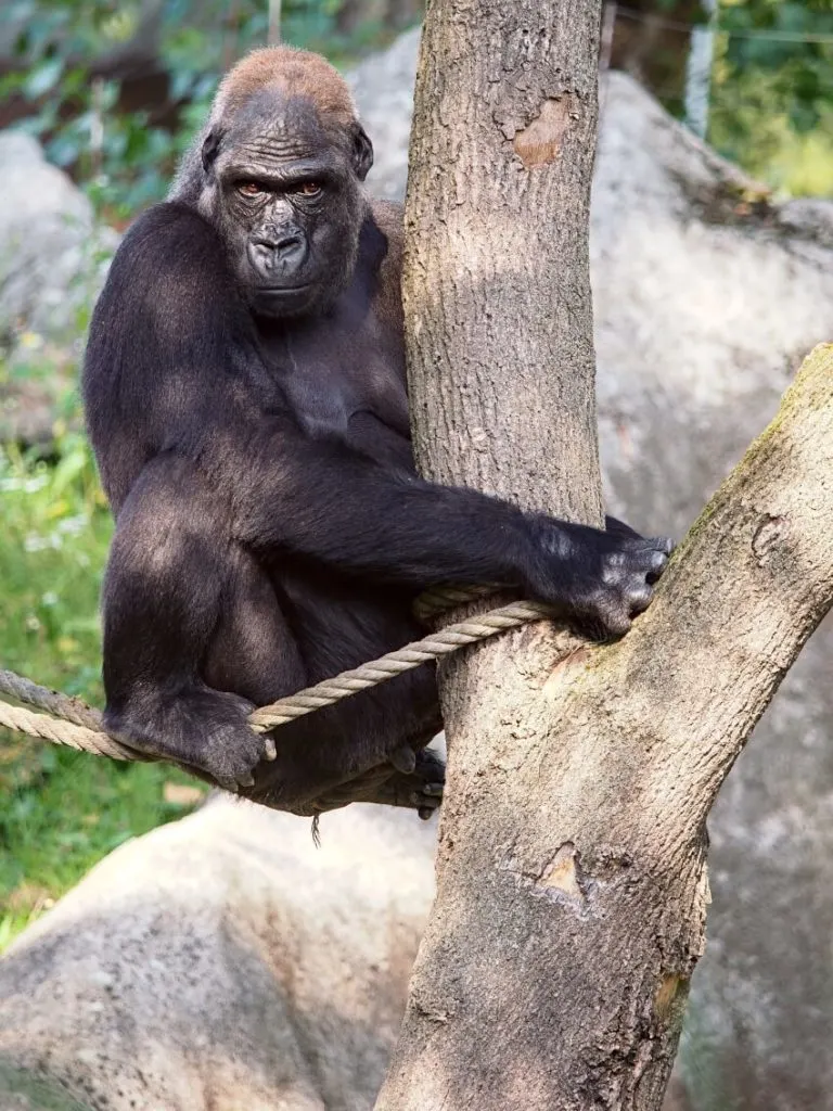 Western Lowland Gorilla Hanging on a Rope