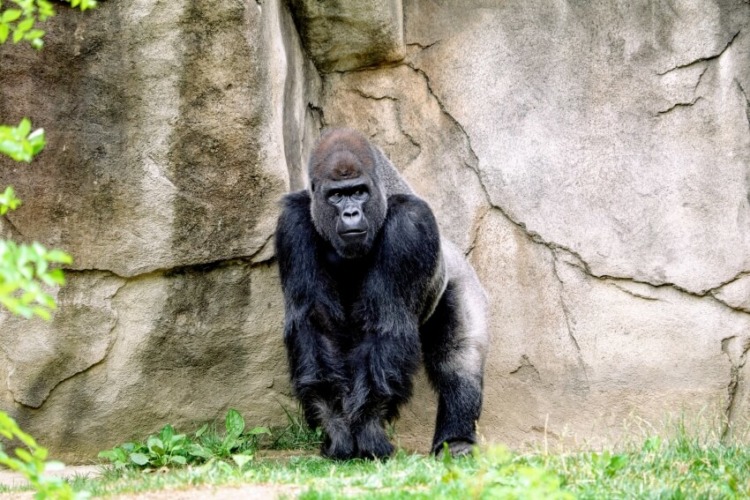 Western Lowland Gorilla in a Zoo