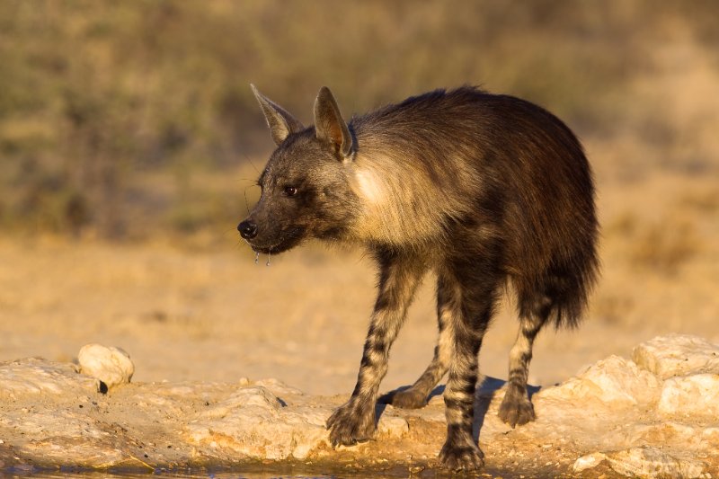 A Brown Hyena standing at a waterhole