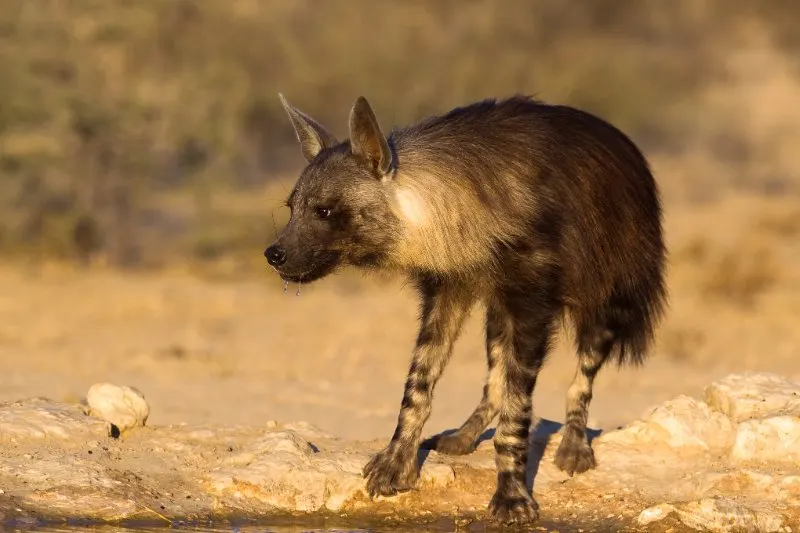 Brown Hyena: Is This Animal Endangered? 1 A Brown Hyena standing at a waterhole